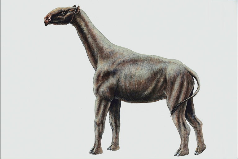 Темно-коричневого цвета животное с длинными ногами и шеей