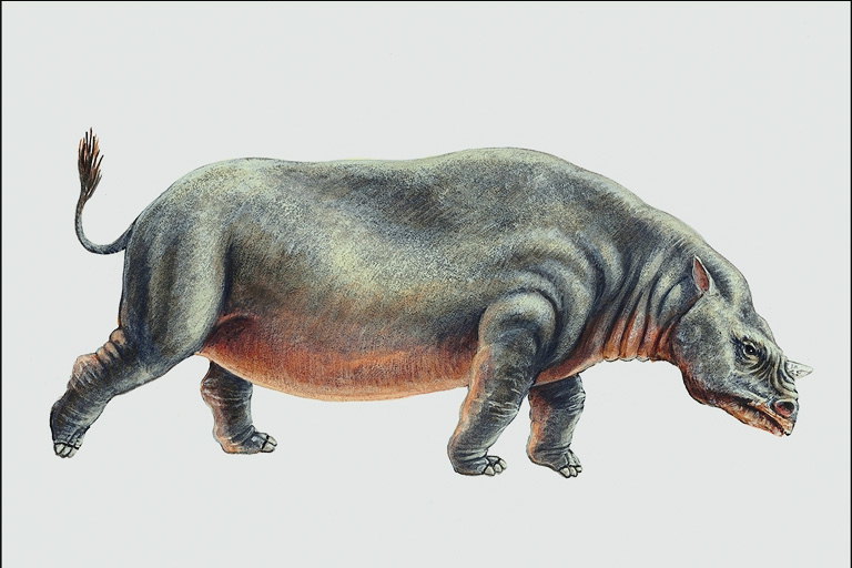 Предок носорога с маленьким рожком на лбу