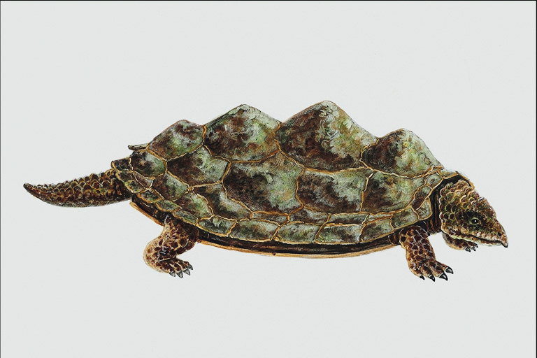 Предок черепахи