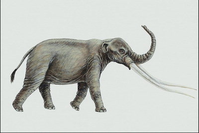 Слон с маленькими ушами и длинными белыми бивнями
