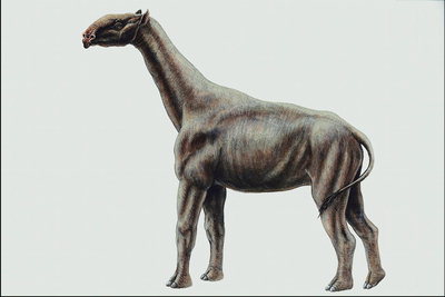 Темно-коричневого цвета животное с длинными ногами и шеей