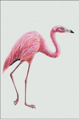 Розовый фламинго. Ярко-розовые перья и длинные тонкие лапы