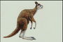 Животное похожее на кингуру. Длинные нижние конечности с когтями, тело покрыто коричневой шерстью