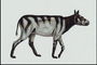 Первый вид зебр. Животное белого цвета в черную полоску