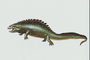 Рептилия с короткими толстыми лапами темно-зеленого цвета в белые пятна