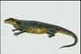 Ящерица с темно-зеленой спиной и желтым животом. Тело в черных пятнах