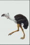 Предок страуса. Белое перье на голове и шее. Черные длинные перышки на спине. Длинные оранжевые лапы