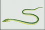 Змея ярко-салатового цвета с желтым животом и плавниками на голове