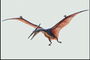 Животное с тонкими перетянутыми кожей крыльями и длинным клювом