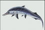 Предок дильфина. Темно-синее тело с фиолетовым оттенком