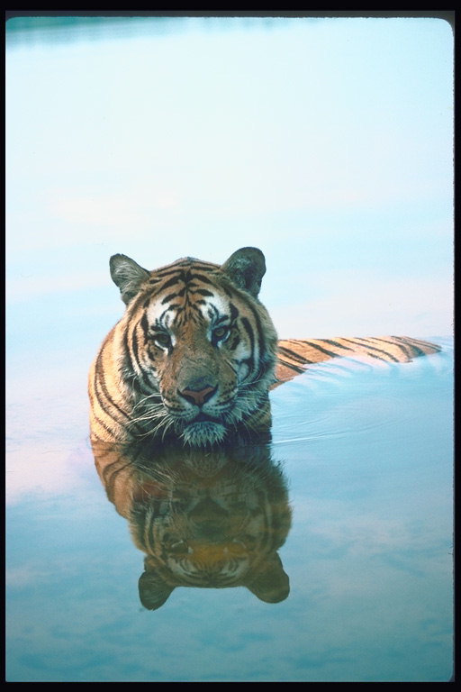 Отражение тигра в воде