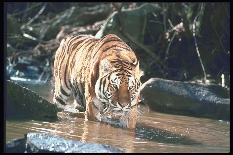 Светло-коричневый тигр у грязной воде