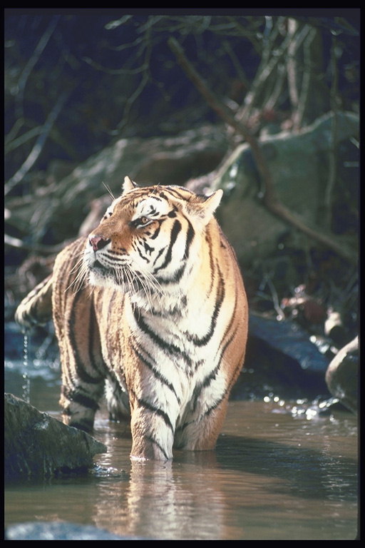 Мокрая шерсть тигра