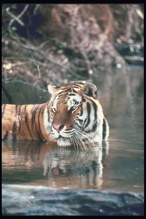 Тигр в прохладной воде