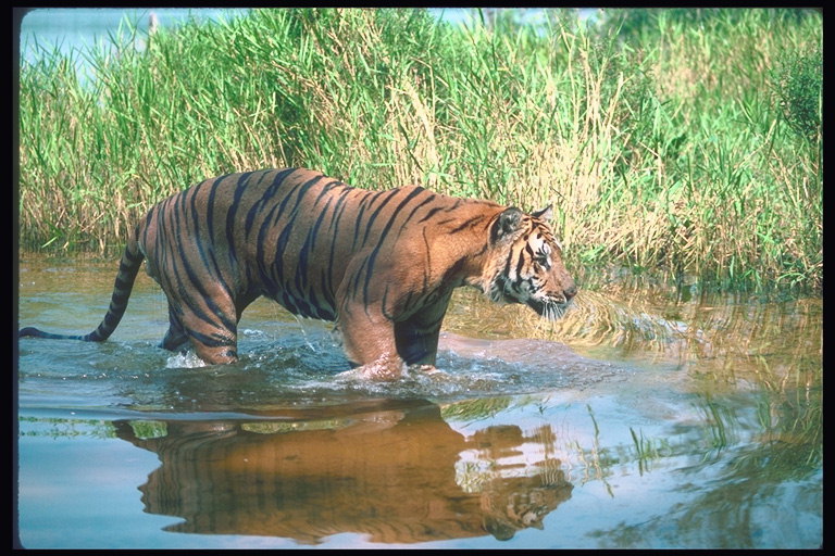 Мокрая тусклая шерсть тигра