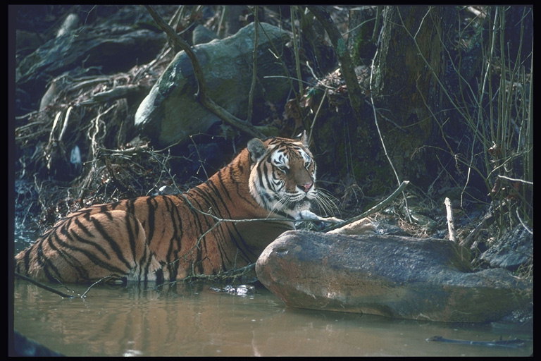 Тигр на берегу реки возле корней кустов и камня