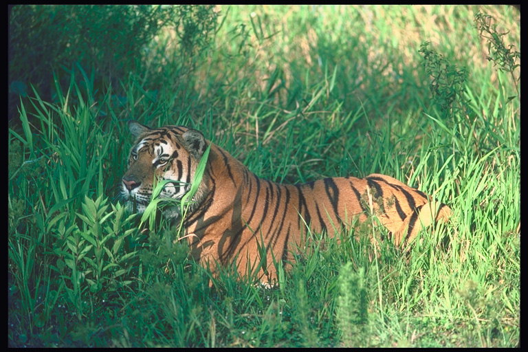 Тайник тигра среди зеленой травы