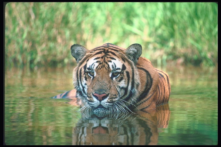 Тигр переплывает реку