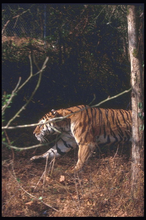 Тигр на сухой осенней траве