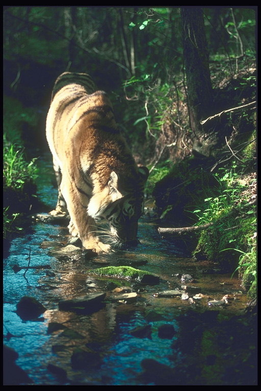 Тигр пьет прохладную чистую воду с горного ручья