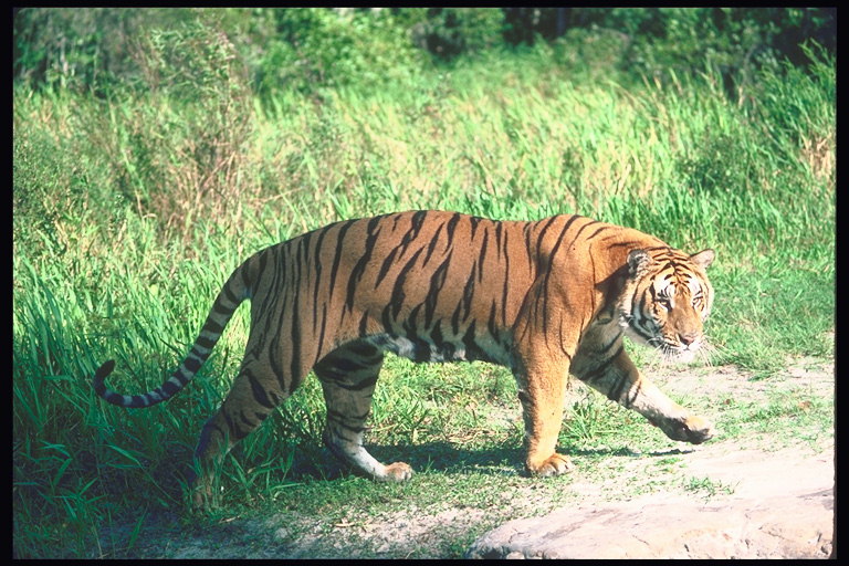 Тигр переходит дорогу. Белый  песок и зеленая трава