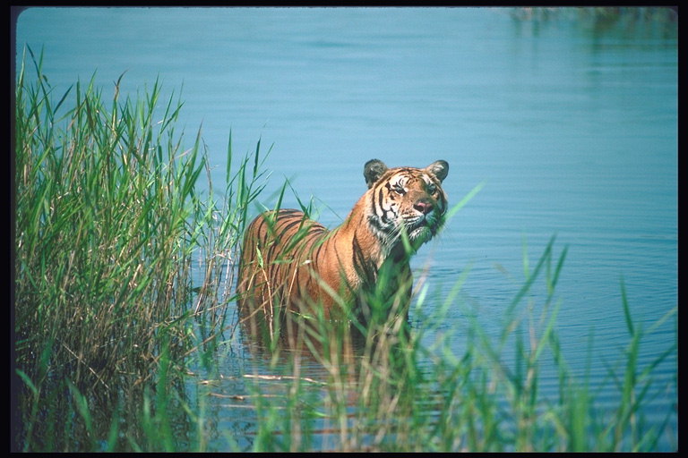 Тигр на фоне голубой реки