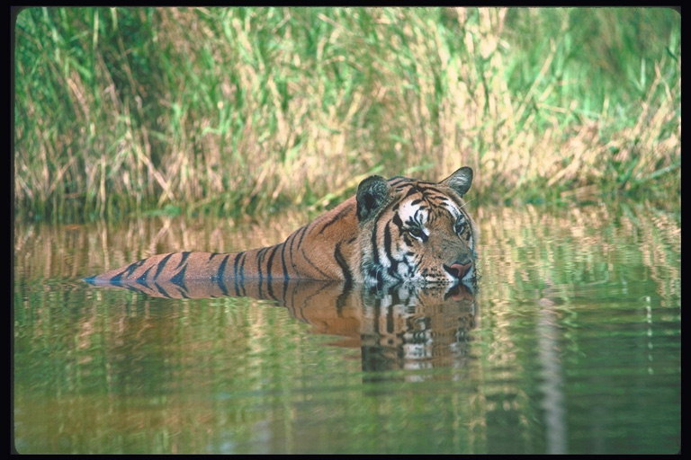 Хитрый взгляд тигра с воды
