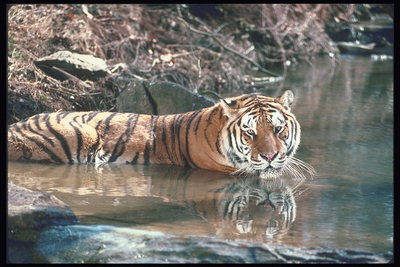 Тигр в воде реки 