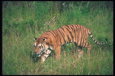 Коричневой окраски тигр в черную длинную полоску