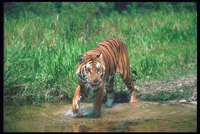 Брызги воды от лап тигра