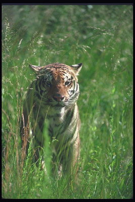 Тигр среди высокой травы