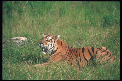 Тигр на зеленом покрывале травы