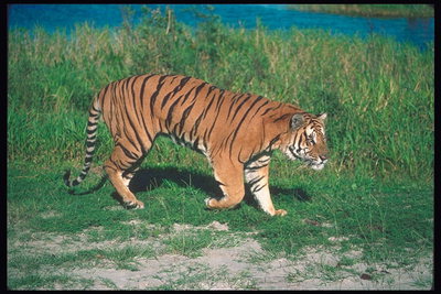 Прогулка тигра по лесной тропинке