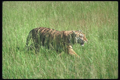 Безшумные шаги тигра среди зеленой травы