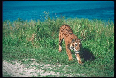 Тигр на суше