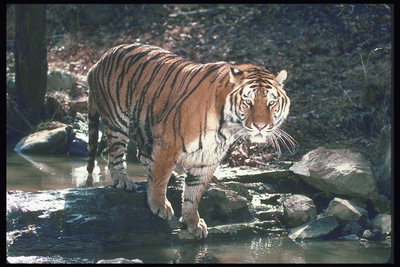 Тигр на мокром камне
