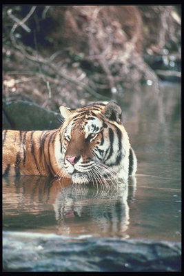 Отражение головы тигра в воде
