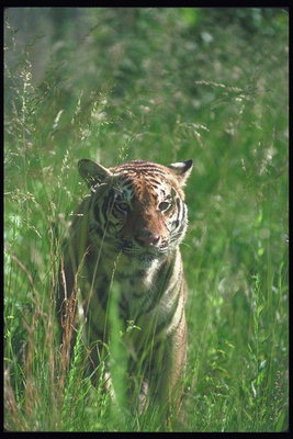 Тигр со светло-коричневой шерстью