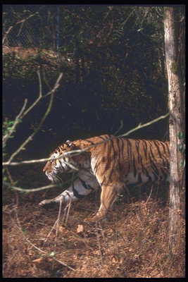 Тигр на сухой осенней траве
