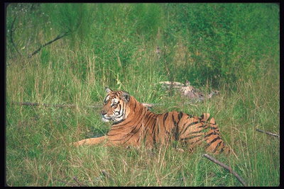 Тигр среди зеленой травы и сухих веток деревьев
