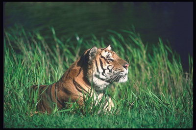 Тигр греется под теплыми лучами солнца