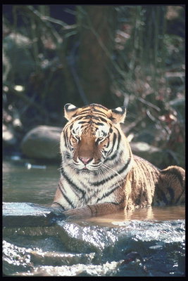 Тигр у водопада горной реки