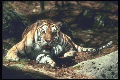 Тигр на ковре с сухой хвои