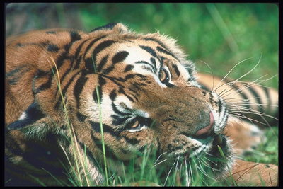 Голова тигра. Грустные светлые глаза