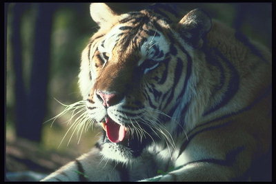 Розовый кончик языка тигра. Длинные белые усы