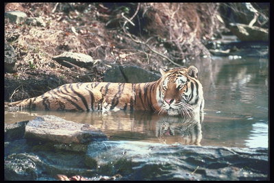 Тигр в воде среди старых деревьев и кустов