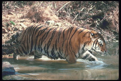 Погружение в воду тигра