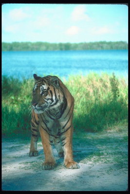 Короткие и силные лапы тигра