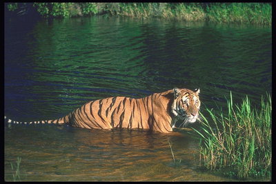 Тигр в воде на берегу реки