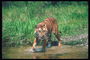 Брызги воды от лап тигра